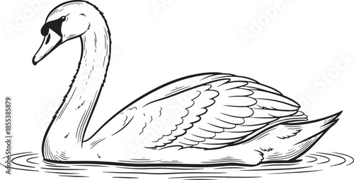 Single line art illustration of a swan 