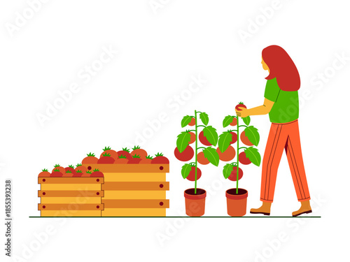 A woman is harvesting tomatoes and putting them into a wooden box. Urban farming vector illustration. Flat illustration concept.
