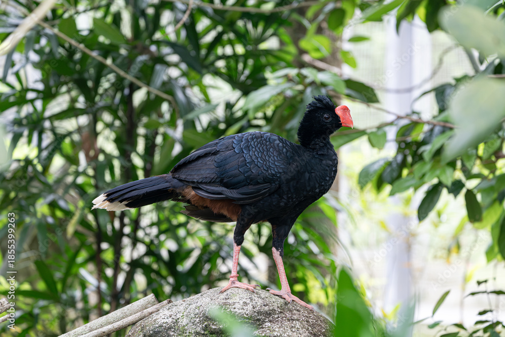 Fototapeta premium 새