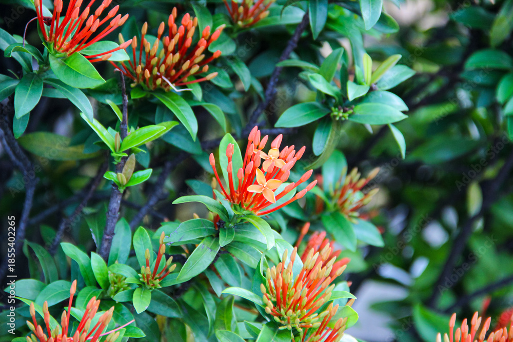 Obraz premium Soka Flower, Ixora coccinea, Jungle geranium, a species of flowering plant in the family Rubiaceae
