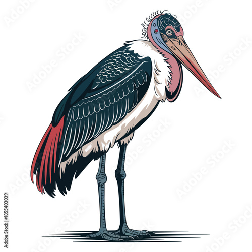 Marabou stork