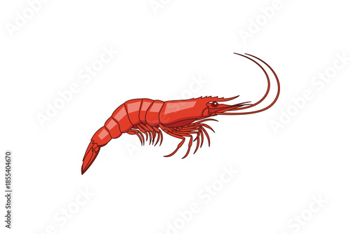 Vibrant Red Shrimp Illustration on White Background.