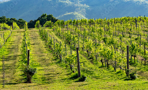Rural Thailand Farmland Mixed Images 