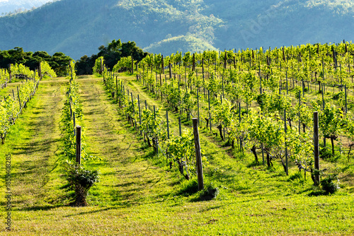 Rural Thailand Farmland Mixed Images 