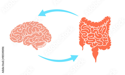 Gut-brain connection. The enteric nervous system in the human body. Signals from the brain to the digestive tract. Vector illustration for medical posters, clinics, or science studies.