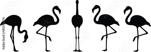 Bird silhouettes, flamingo posture, visual puzzle, odd one out, comparison concept, black shapes, white background, minimal design, vector birds, cad drawing flat vector illustration