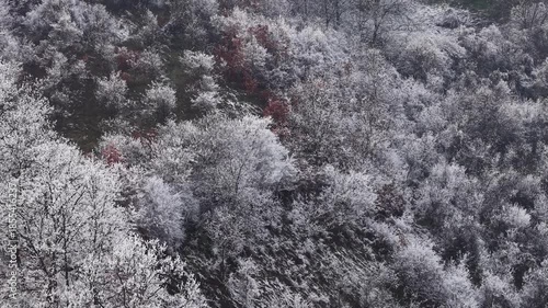 Wallpaper Mural Drone Shot of Hoar Frost on Trees in Late Autumn Morning Torontodigital.ca