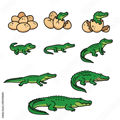 Crocodile life cycle vector illustration. Stages of growth from egg hatching to adult alligator. Cute cartoon educational diagram