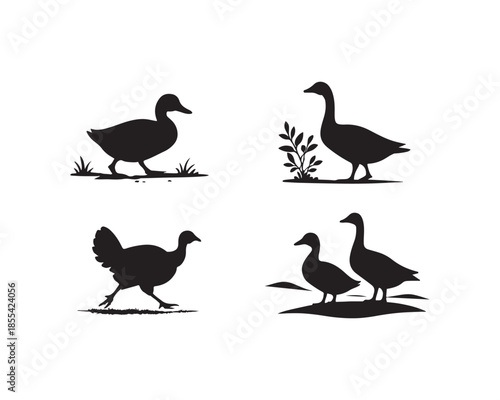 Duck, Goose, Turkey, Farm animal, farm bird vector silhouettes design illustration set collection, duck silhouette, goose silhouette, turkey silhouette, farm bird silhouette, poultry bird vector, 