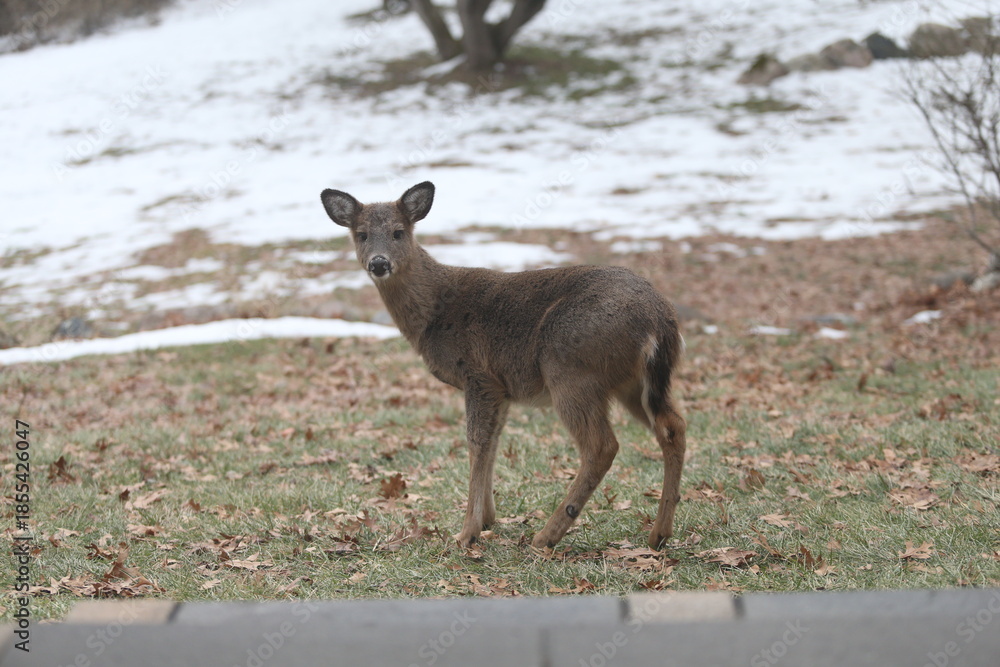 Obraz premium Deer