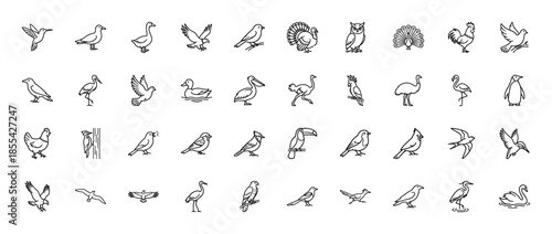 Avian species line icon set. Vector pictograms of eagle, owl, penguin, flamingo, swan, hummingbird, duck, peacock, and parrot, thin black outline illustration.