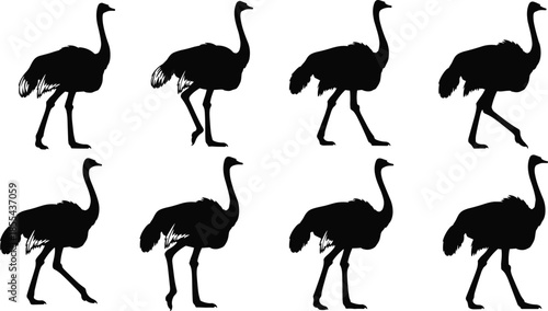 Vector silhouette set of African ostriches in various standing and walking poses, isolated black collection for wildlife conservation and speed graphics design.