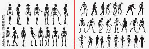 human skeleton silhouettes vector, anatomy bone illustration, medical skeleton clipart, body structure svg, educational anatomy graphics, black skeleton silhouettes, science vector art, human bones de