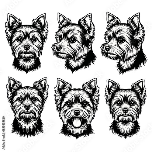 Yorkshire Terrier Heads A Collection of Detailed Dog Portraits.