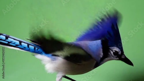 Wallpaper Mural Vibrant blue jay with distinctive crest on green background Torontodigital.ca
