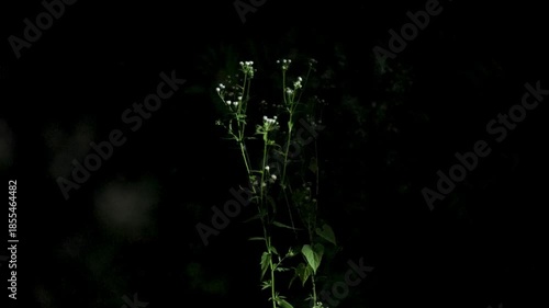 Night in Forest Wild Firefly Flashing Light Glowing Worm Blinking Beetle Bioluminescence Ambience Dark Dusk Flicker Illumination Midnight Twilight Shimmer Sparkle Mystery Enchantment Radiate Whispers