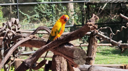 A parrot perched on a branch at the zoo.