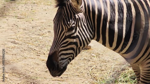 The zebra is grazing in the park.