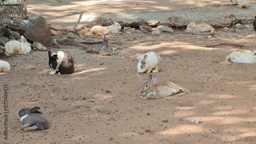 The little rabbit is playing in its cage.