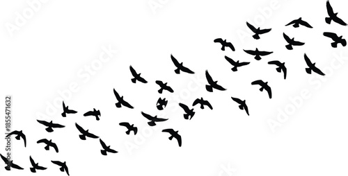 Flock of birds silhouette, flying formation vector, bird migration design, nature flight concept, black avian shapes, wildlife motion illustration