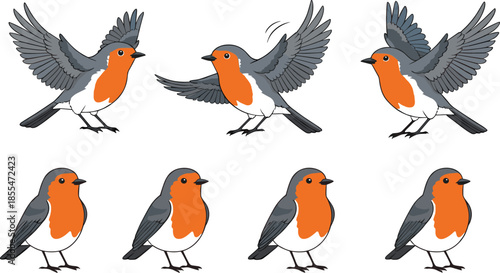 European robin bird vector set with flying and sitting poses isolated on white backgroundEuropean robin bird vector set with flying and sitting poses isolated on white background