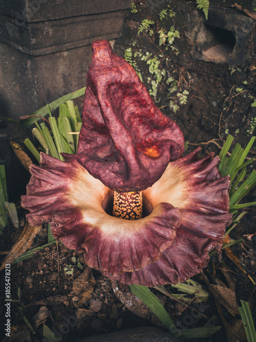 Schilderij op canvas Amorphophallus paeoniifolius flower close up maroon spadix, exotic elephant foot
