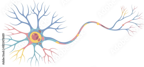 illustration of a neuron displaying neural connections and pathways for educational purposes