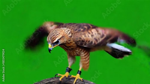 Wallpaper Mural Majestic red-tailed hawk perched on wooden branch against green screen Torontodigital.ca