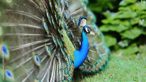 Wallpaper Mural Majestic peacock displaying vibrant colorful feathers in full bloom Torontodigital.ca