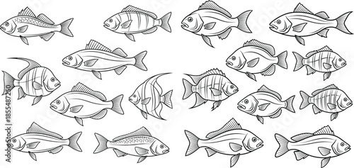 Line art collection of fish illustrations featuring diverse aquatic species for coloring pages