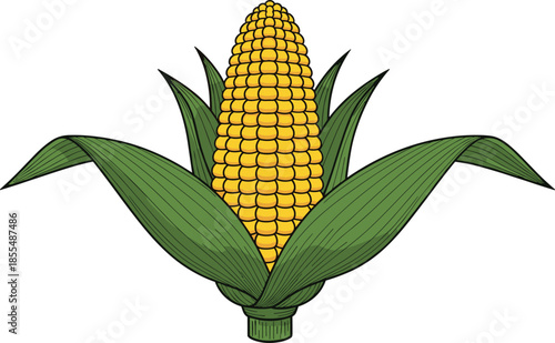 Sweet corn cob illustration, yellow maize vegetable with green husk leaves, detailed flat vector farm food icon isolated design