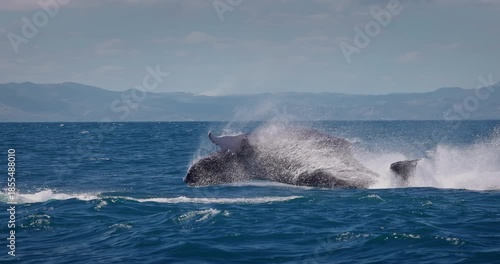 Humpback blue whale jumping out of the water in Caribbean Sea, Samana island, Dominican Republic