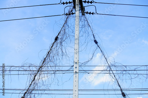 Wallpaper Mural Telephone Pole with Overgrown Vines Under Clear Blue Sky Torontodigital.ca