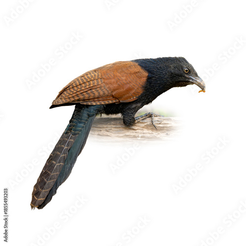 Greater Coucal perched on a branch in side view, showing glossy black body, rich chestnut wings, and long tail against a clean white background