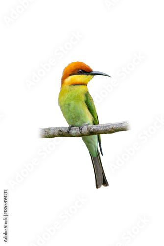 Chestnut-headed Bee-eater perched gracefully, showing bright green body, chestnut crown, and slender curved bill on a bare branch