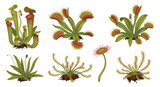 A detailed and realistic vector illustration set of various predatory carnivorous plants, including Venus flytraps, pitcher plants, and sundews.