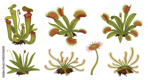 A detailed and realistic vector illustration set of various predatory carnivorous plants, including Venus flytraps, pitcher plants, and sundews.