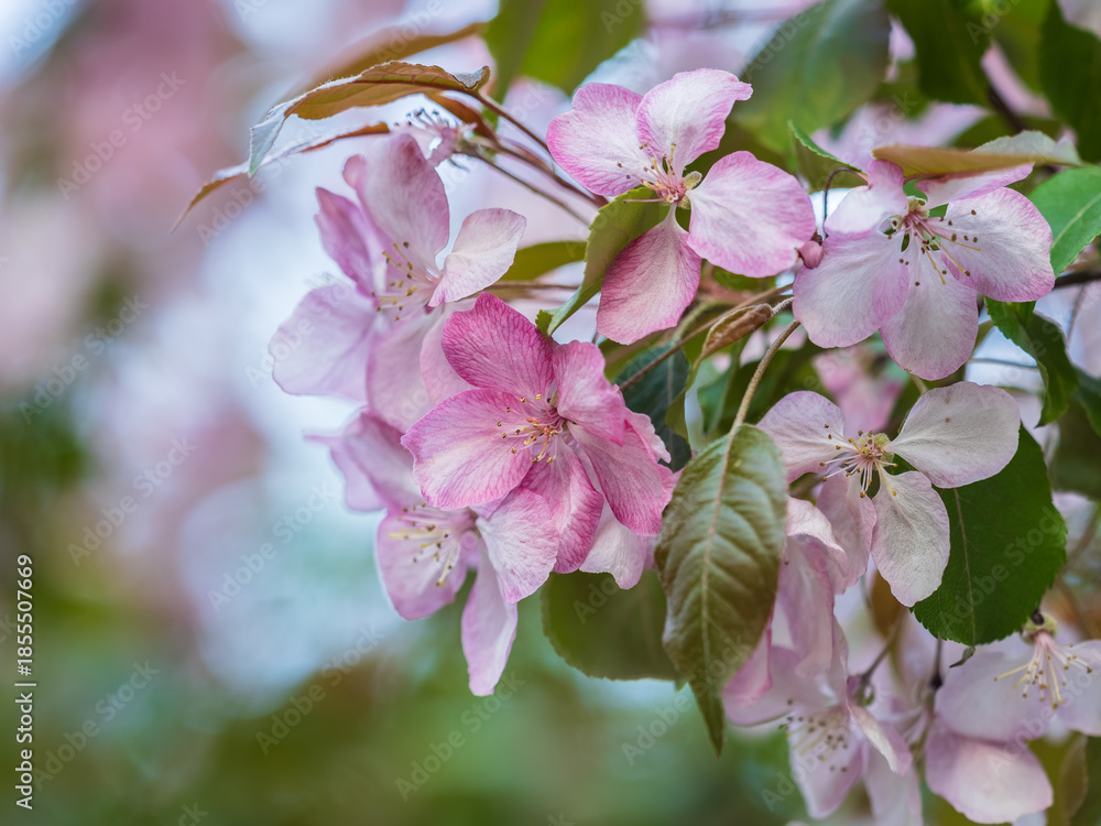 Obraz premium Fresh pink flowers of a blossoming apple tree with blured background