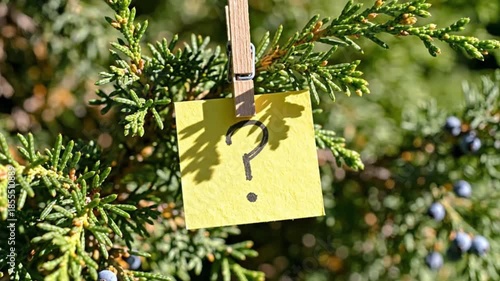 A vibrant yellow sticky note featuring a prominent black question mark is securely clipped onto a lush, green evergreen branch, possibly a juniper, in a beautifully sunlit outdoor setting. The natural