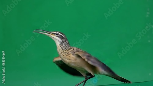 Wallpaper Mural Elegant bird in flight against green background Torontodigital.ca