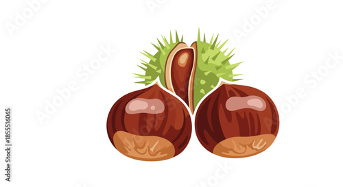Detailed illustration of fresh autumn chestnuts with two shelled nuts and one still inside its spiky, opened bur on a white background.