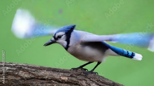 Wallpaper Mural Vibrant blue jay perched on tree branch against green background Torontodigital.ca