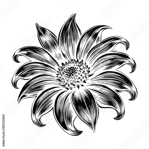 Decorative aster flowers composition with a mix of pink purple and white petals for design projects