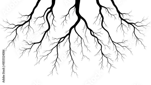 Black and white image of branching tree roots or vascular system
