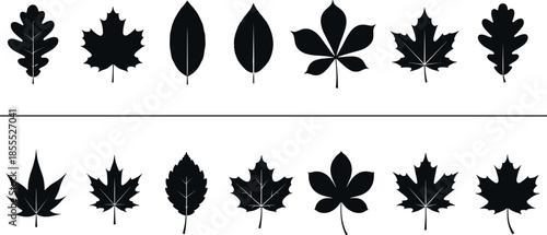 Black Silhouette Set of Various Tree Leaves Isolated on White Background for Autumn Design Nature Pattern Graphic Elements and Vector Illustration