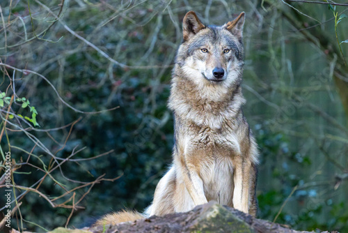 Ein Wolf sitzt frontal vor Dickicht auf Felsuntergrund