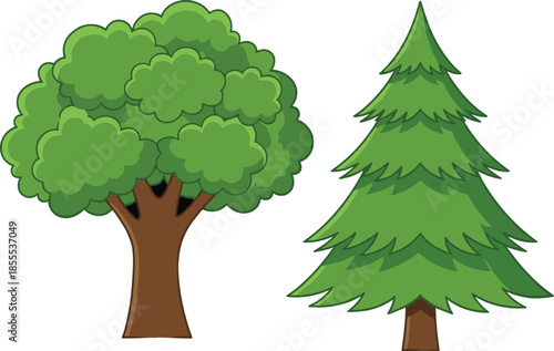 Deciduous Tree with Full Green Crown and Evergreen Pine Tree Keywords: tree, deciduous, evergreen, pine, conifer, foliage, leaves