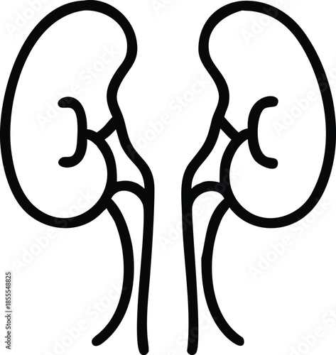 a black vector line icon of the human kidneys and part of the urinary system