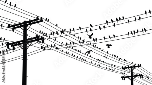 Black Silhouette of Birds Perched on and Flying Around Utility Wires Keywords: birds, flock, flying, perched, utility pole, power