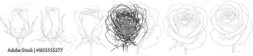 Abstract hand drawn rose flower sketch evolution vector illustration showing creative artistic process from outline to scribble style